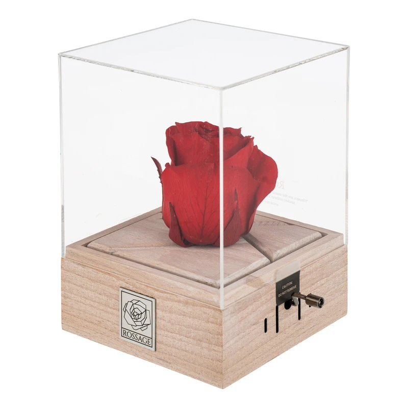 رز جاودان رسیج مدل موزیکال ملودی رومئو ژولیت کد H1R1