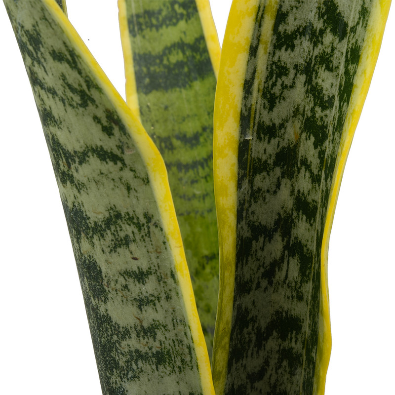 گیاه  طبیعی سانسوریا کد 2203-10223