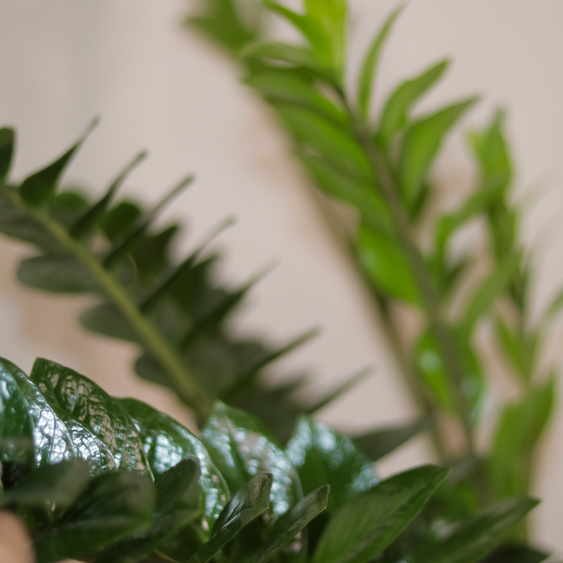 گیاه طبیعی زامیفولیا مدل zami235