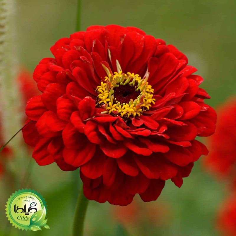 بذر آهار قرمز گیلدا کد 909 بذر آهار قرمز گیلدا کد 909