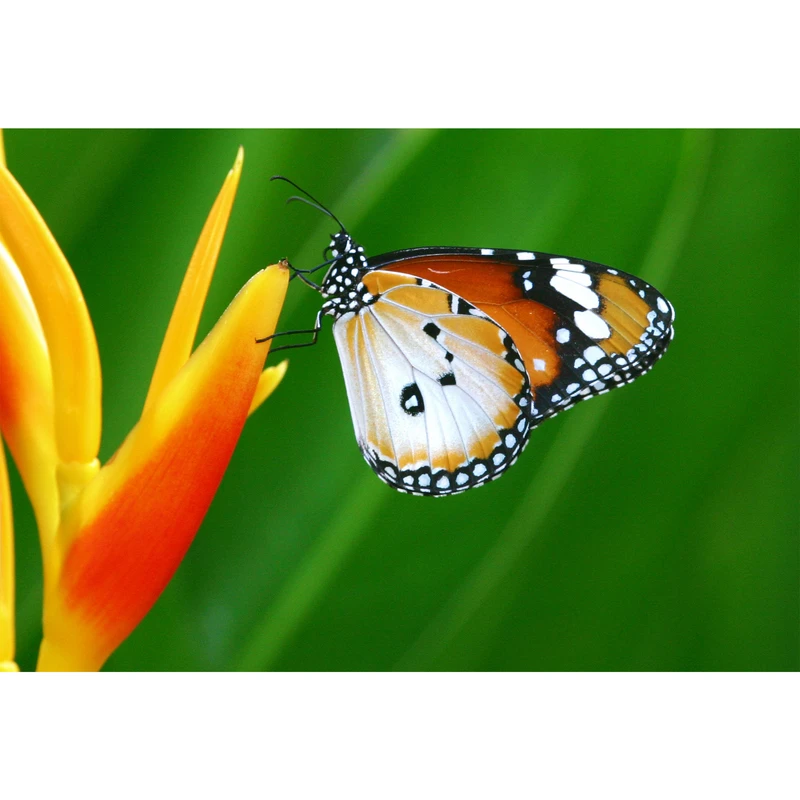 تابلو شاسی مدل گل و پروانه  T6997