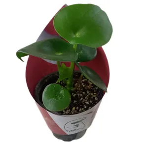 گیاه طبیعی پپرومیا قطره باران مدل کاور دار 