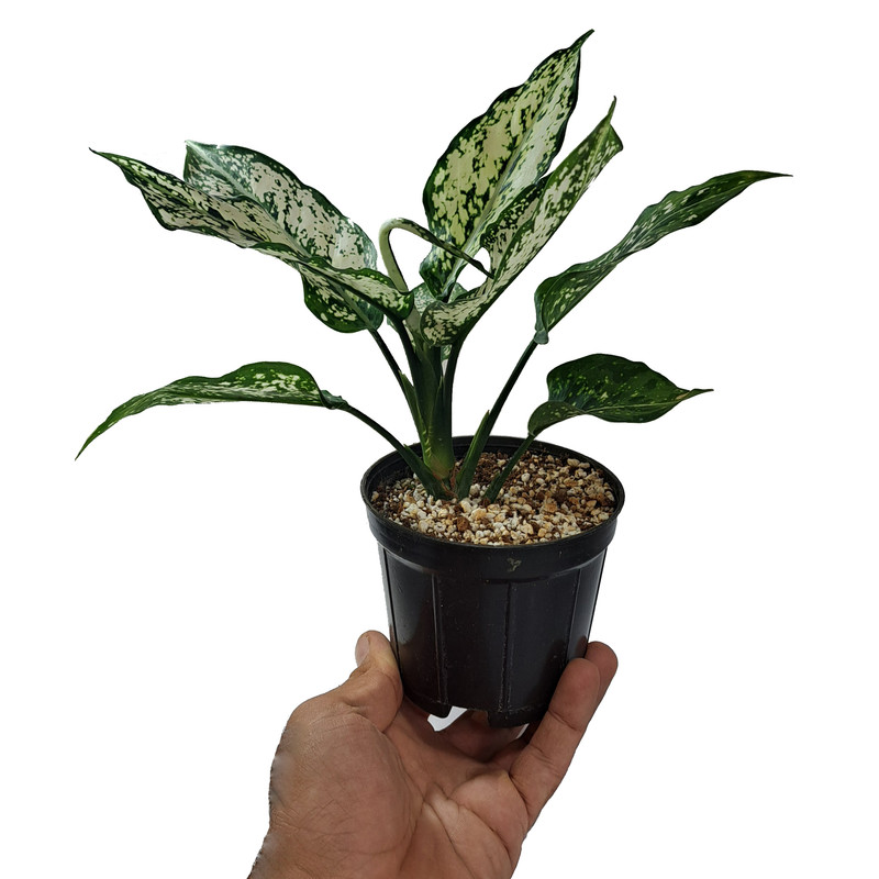 گیاه طبیعی آگلونما کد 001