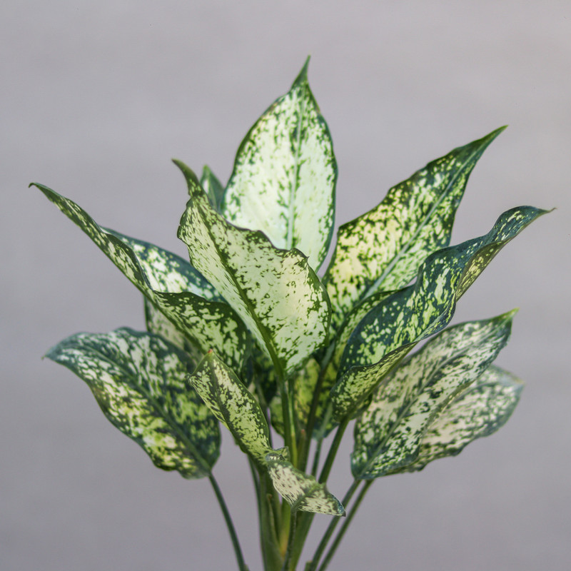 گیاه طبیعی آگلونما مدل برفی