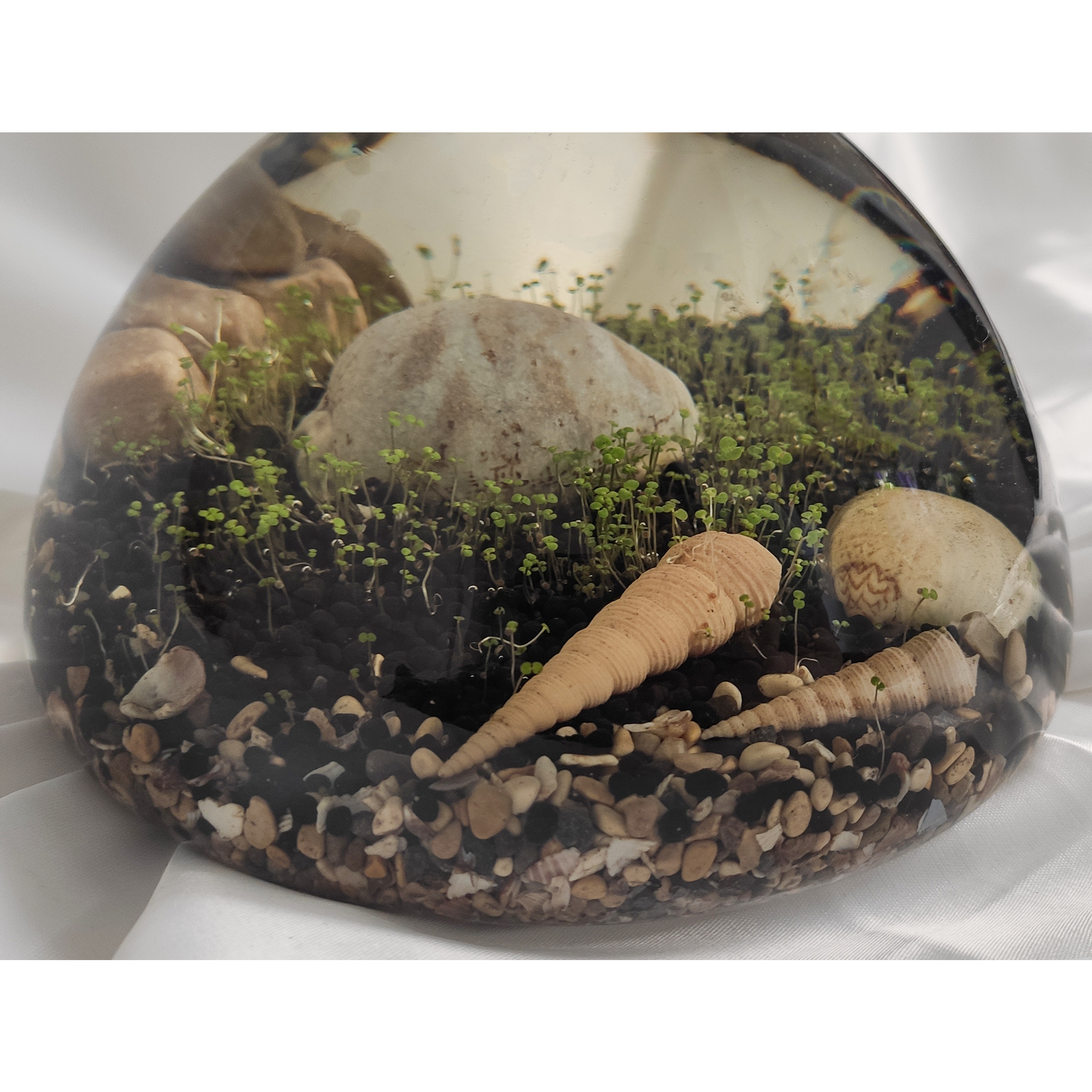 ویواریوم گیاه طبیعی کد hcircle-108 ویواریوم گیاه طبیعی کد hcircle-108