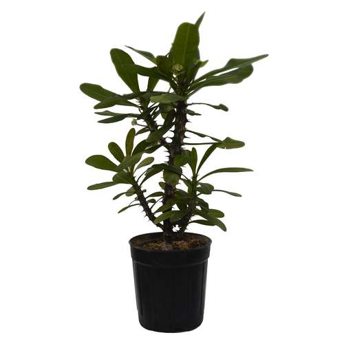 گیاه طبیعی مرجان گل درشت مدل MB1