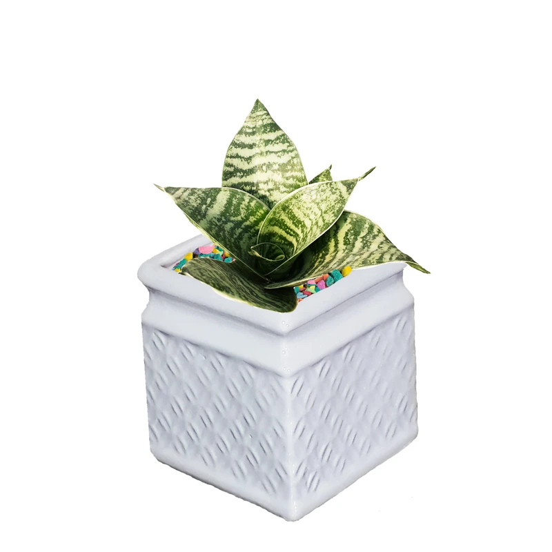 گیاه طبیعی سانسوریا سبز کدAS- 005
