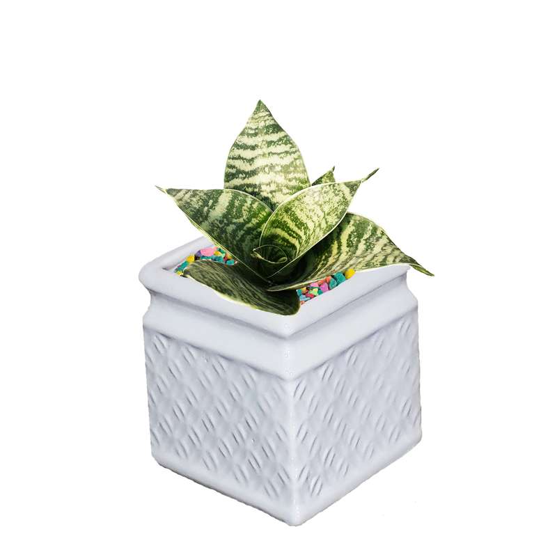 گیاه طبیعی سانسوریا سبز کدAS- 005