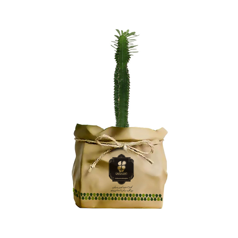 گیاه طبیعی افوربیا سبز تک شاخه شرکت گلباران سبز گیلان مدل GN12-37K گیاه طبیعی افوربیا سبز تک شاخه شرکت گلباران سبز گیلان مدل GN12-37K