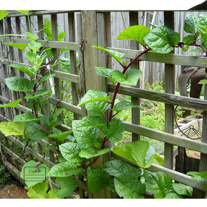 بذر اسفناج رونده قرمز مالابار مدل GL10 بذر اسفناج رونده قرمز مالابار مدل GL10