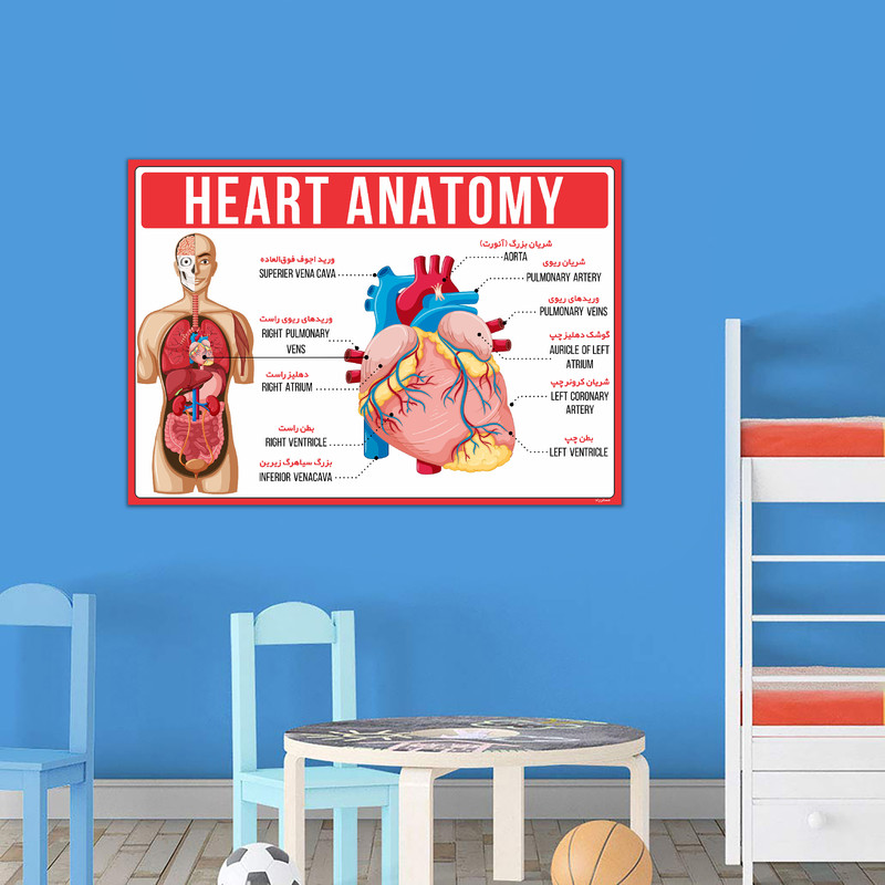 پوستر آموزشی مستر راد مدل آناتومی قلب کد fiory 1794