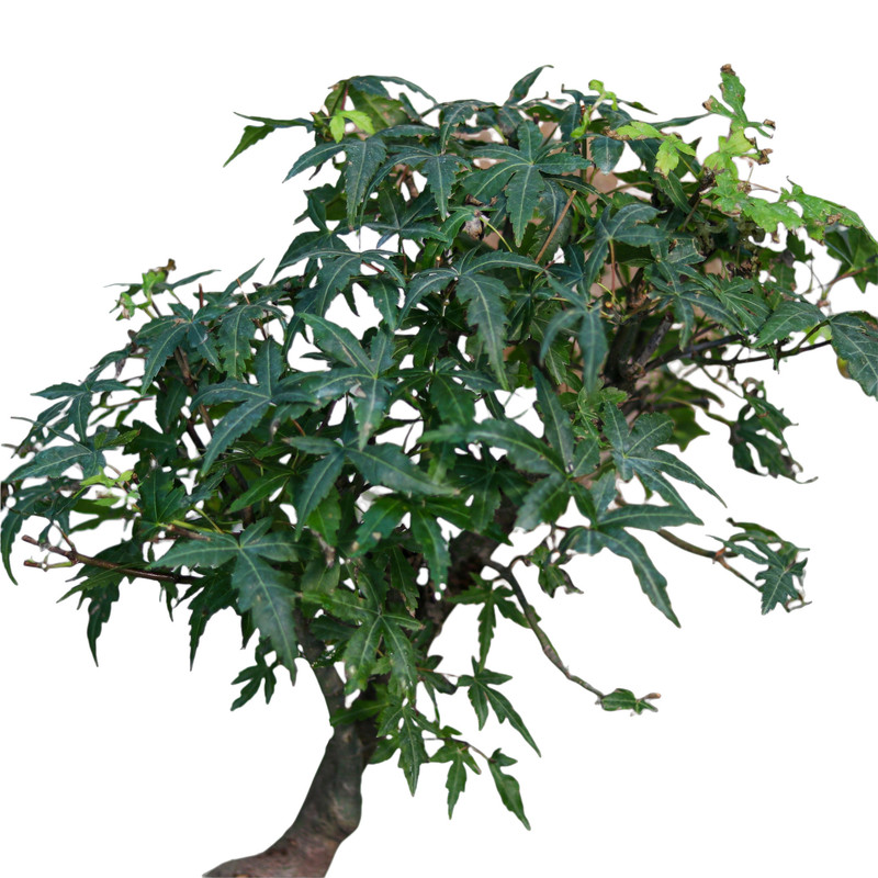 گیاه طبیعی بونسای افرا مدل ژاپنی