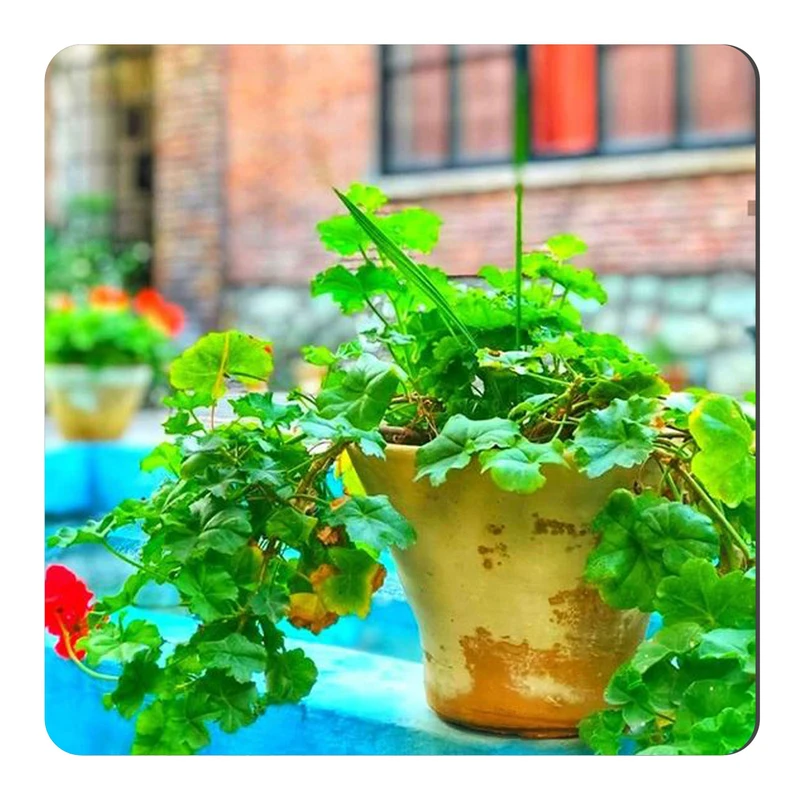 	 مگنت طرح گلدان شمعدانی و حوض کد wmg2430