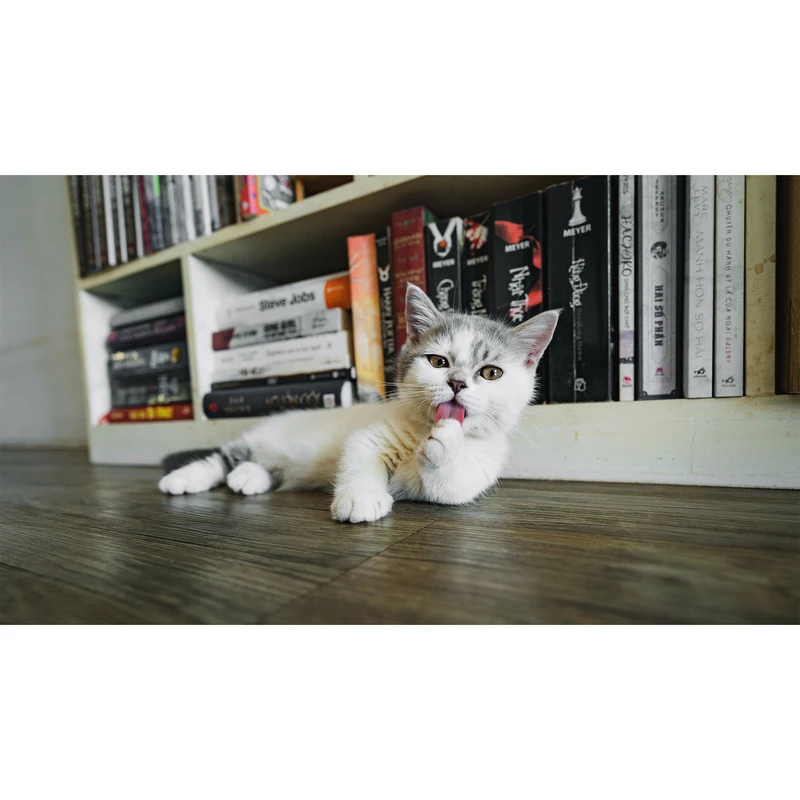 تابلو شاسی طرح گربه مدل T7727