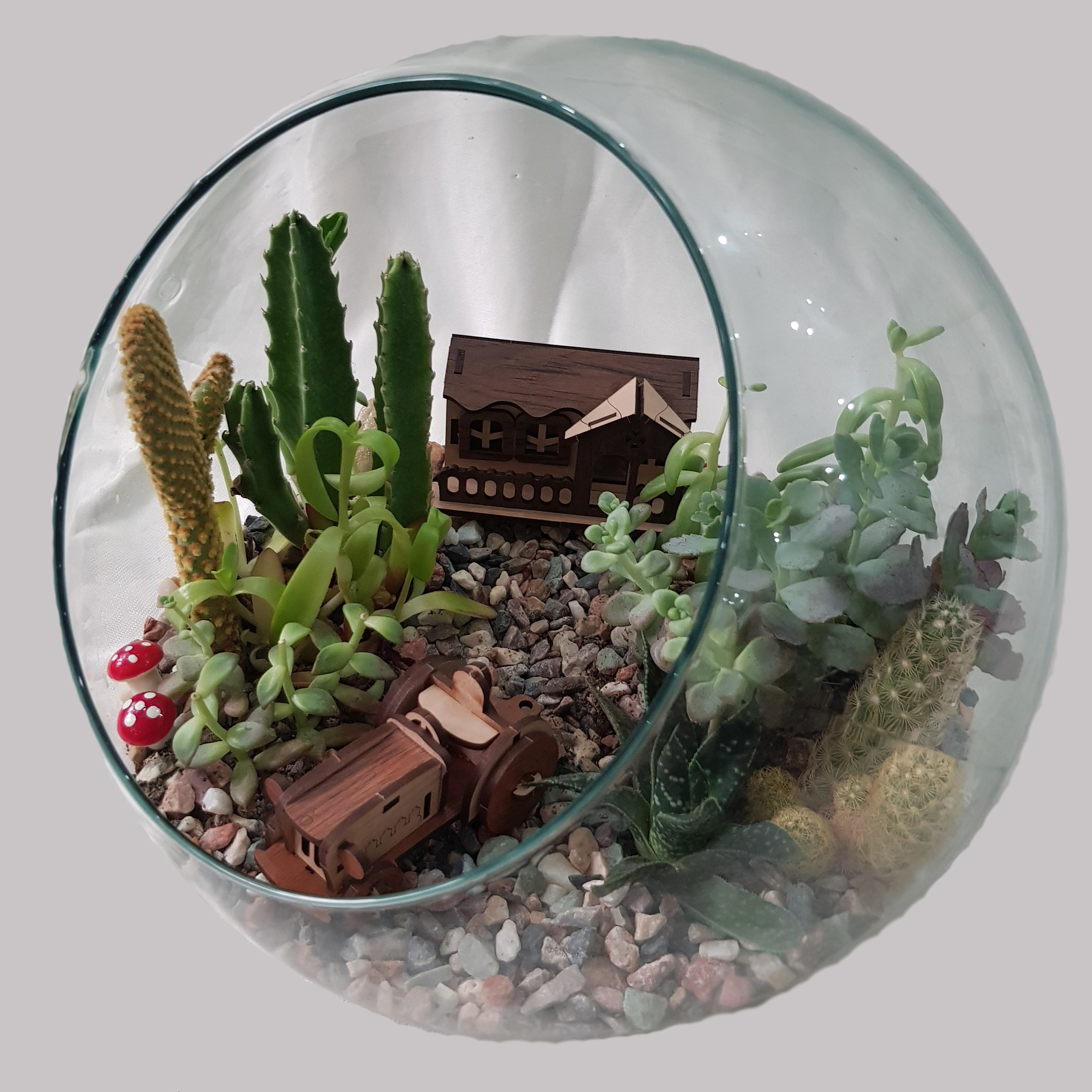 گیاه طبیعی تراریوم ساکولنت و کاکتوس مدل 128 گیاه طبیعی تراریوم ساکولنت و کاکتوس مدل 128