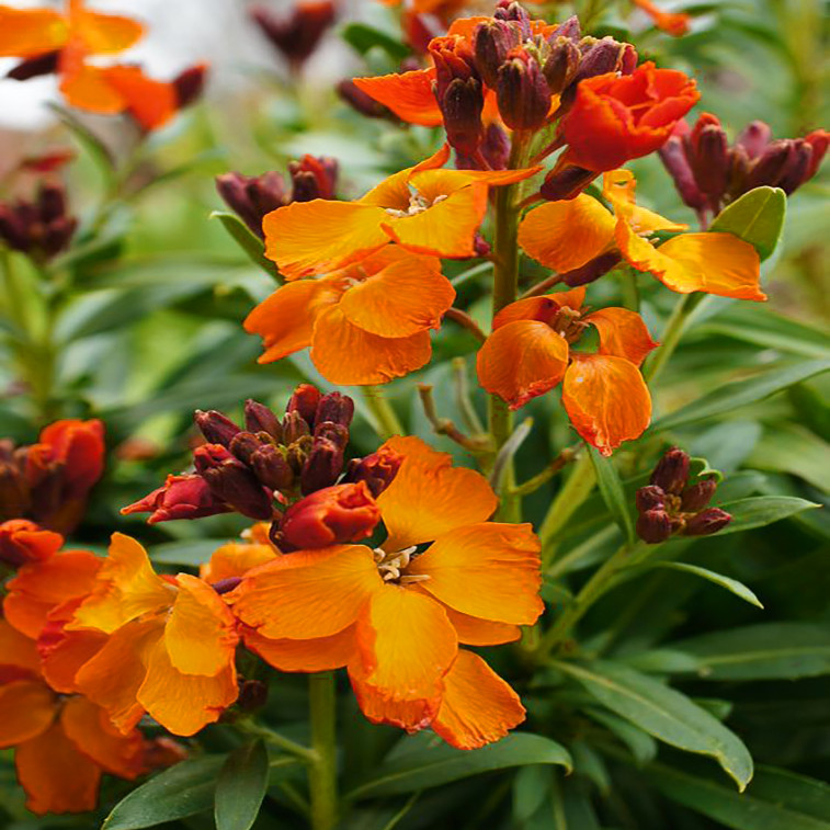 بذر گل شب بو خیری پاکوتاه نارنجی سانیا سید مدل F6