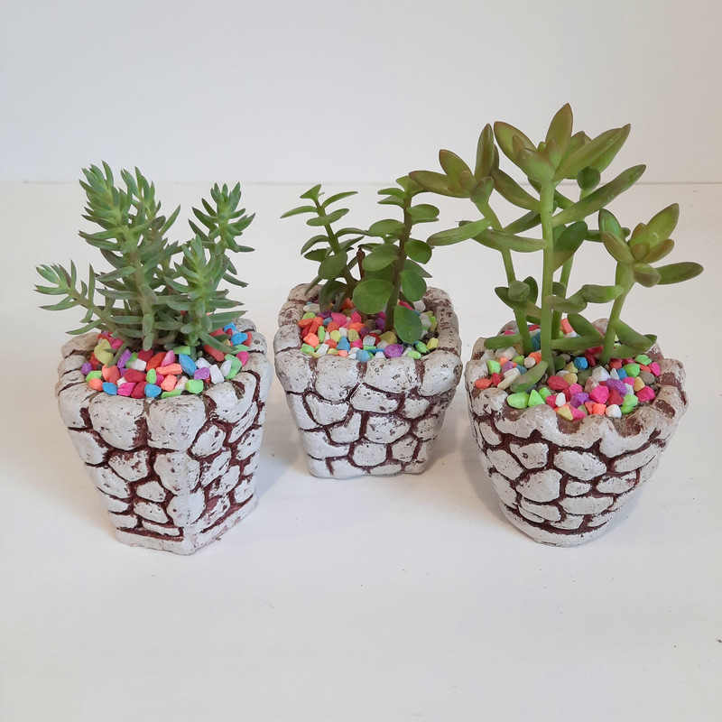 گیاه طبیعی خانواده ساکولنت کد 246 مجموعه 3 عددی