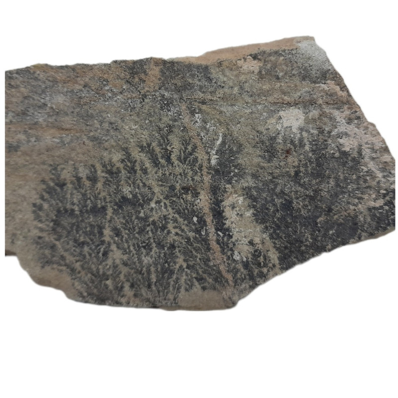 سنگ راف شجر مدل فسیلی کد 56