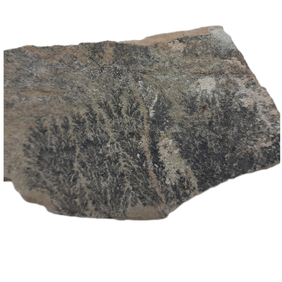 سنگ راف شجر مدل فسیلی کد 56