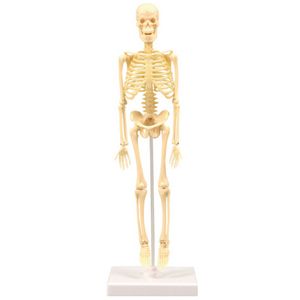 نقد و بررسی کیت آموزشی مدل مولاژ اسکلت انسان توسط خریداران