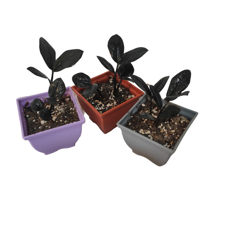 گل طبیعی زاموفیلیا مدل سوپربلک هلندی کد 04 بسته 3 عددی