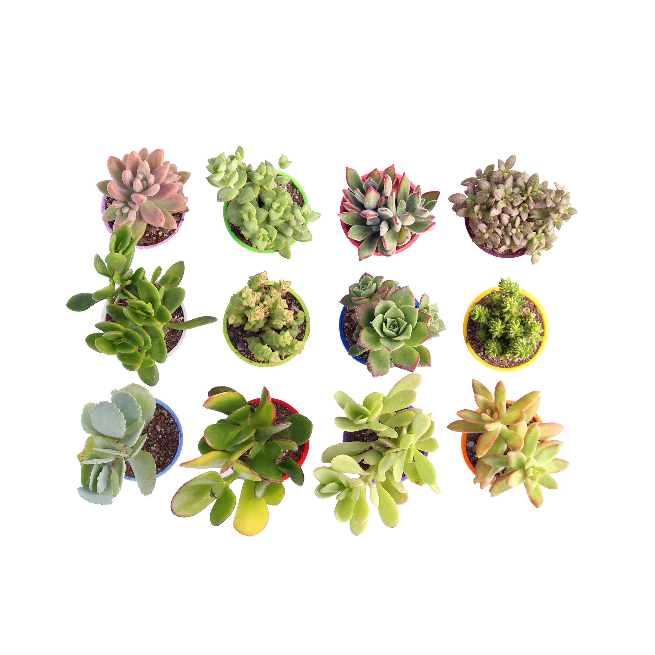 گیاه طبیعی ساکولنت آیدین کاکتوس کد CB-003 بسته 12 عددی