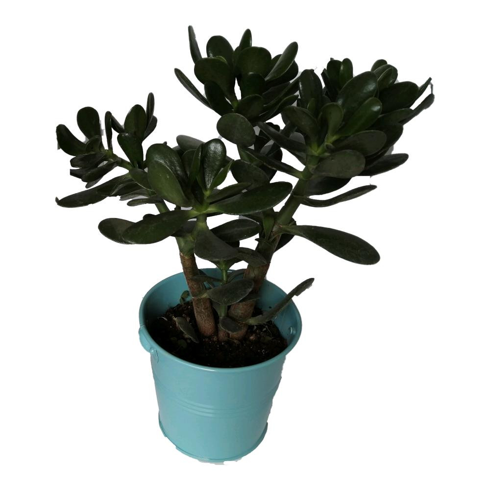 گیاه طبیعی کراسولا قاشقی کد mf03