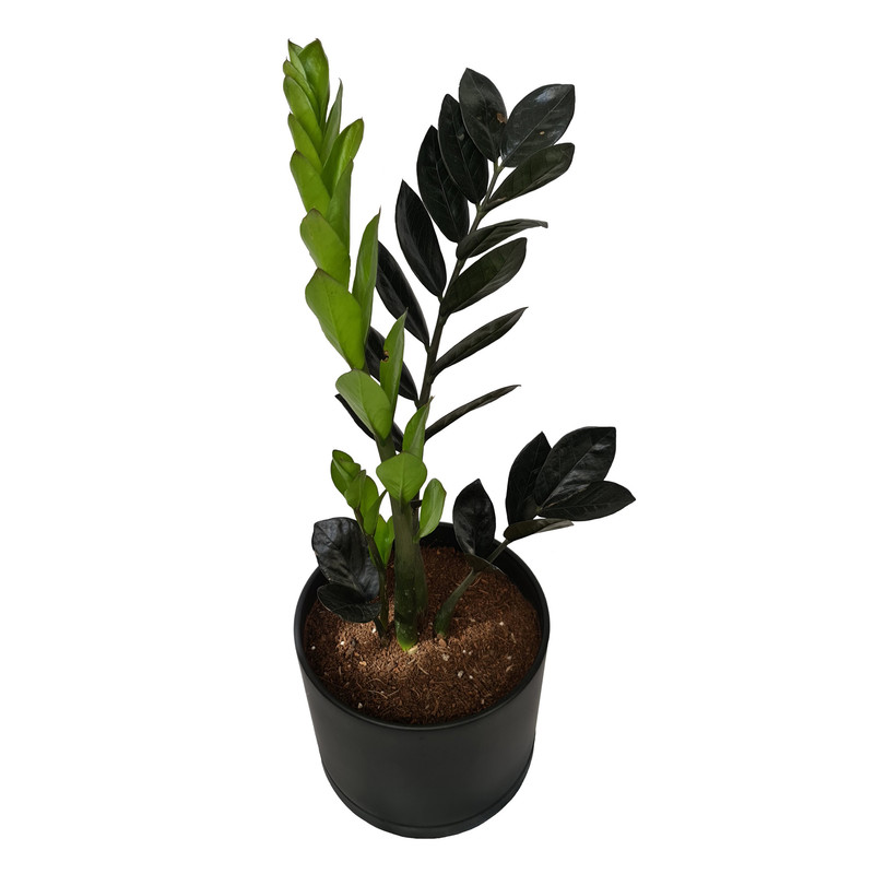 گياه طبيعي زاموفيليا سوپر بلك كد LS-05G