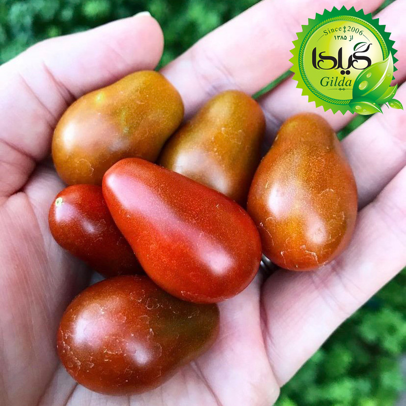 قیمت و خرید بذر گوجه ریز گلابی جگری گیلدا کد 587