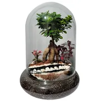 تراریوم بونسای فیکوس رتوزا کد ۰۲