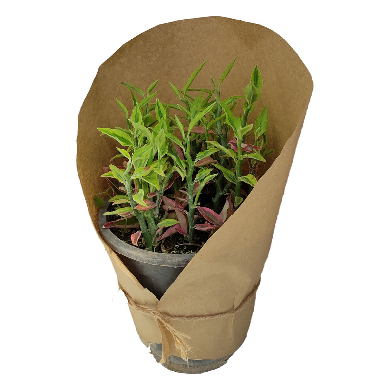 گیاه طبیعی پدیلانتوس کد yt32