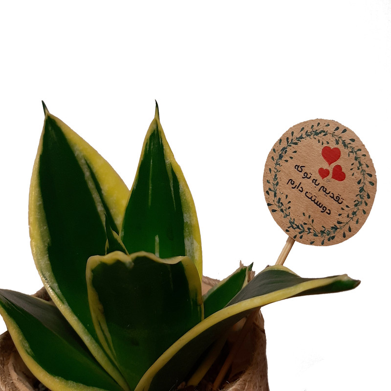 گیاه طبیعی سانسوریا ابلق کد P.A.04