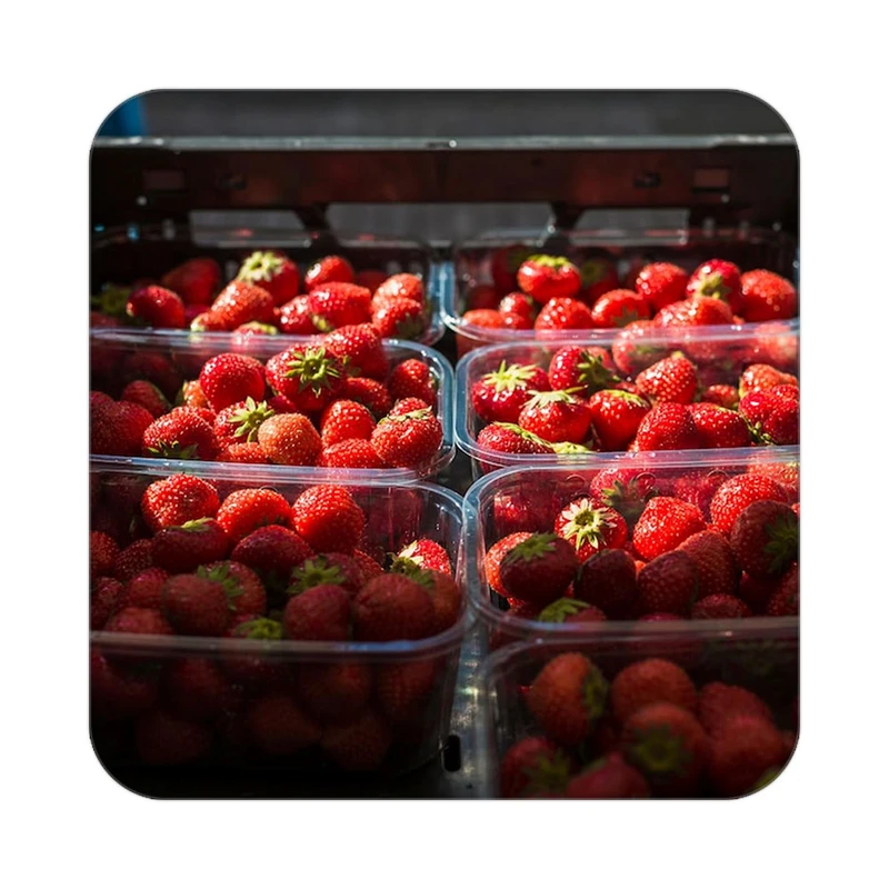 زیر لیوانی کاکتی طرح میوه مدل mp21968