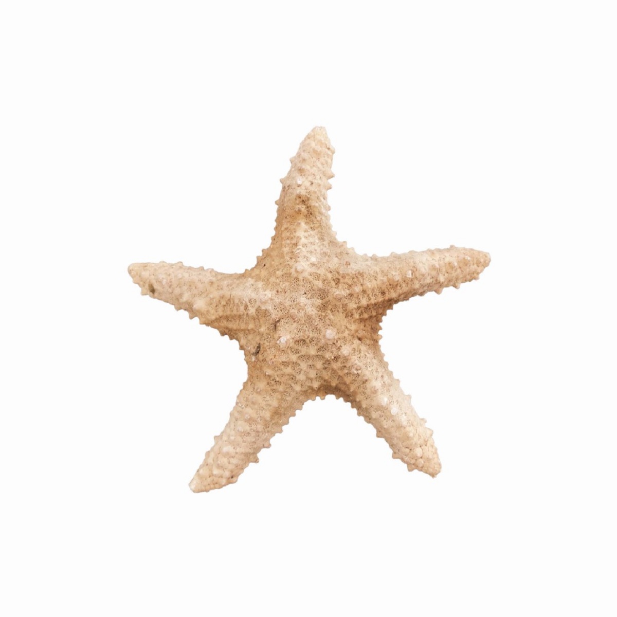 ستاره دریایی تزیینی مدل دلوار