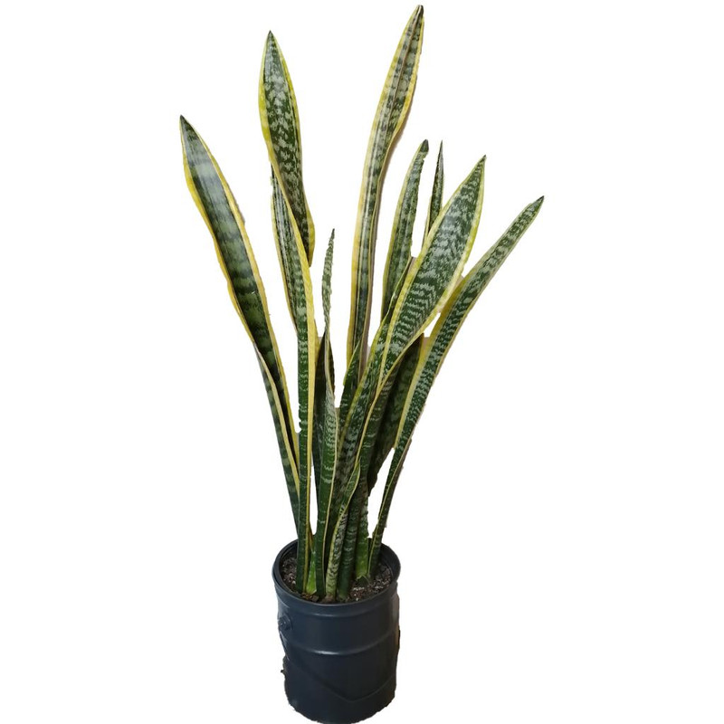 گیاه طبیعی سانسوریا ابلق کد zz02