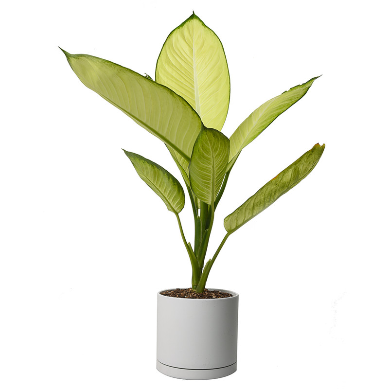 گیاه طبیعی دیفن باخیا کاملیا کد 10512/2202