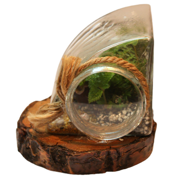 گیاه طبیعی تراریوم مدل وابی کوزا سه ضلعی گیاه طبیعی تراریوم مدل وابی کوزا سه ضلعی