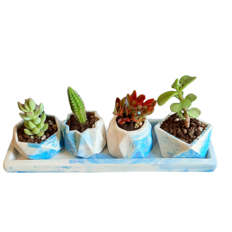 گیاه طبیعی کاکتوس و ساکولنت کد 20 مجموعه 5 عددی گیاه طبیعی کاکتوس و ساکولنت کد 20 مجموعه 5 عددی