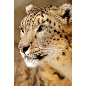 تابلو شاسی طرح پلنگ مدل T2149