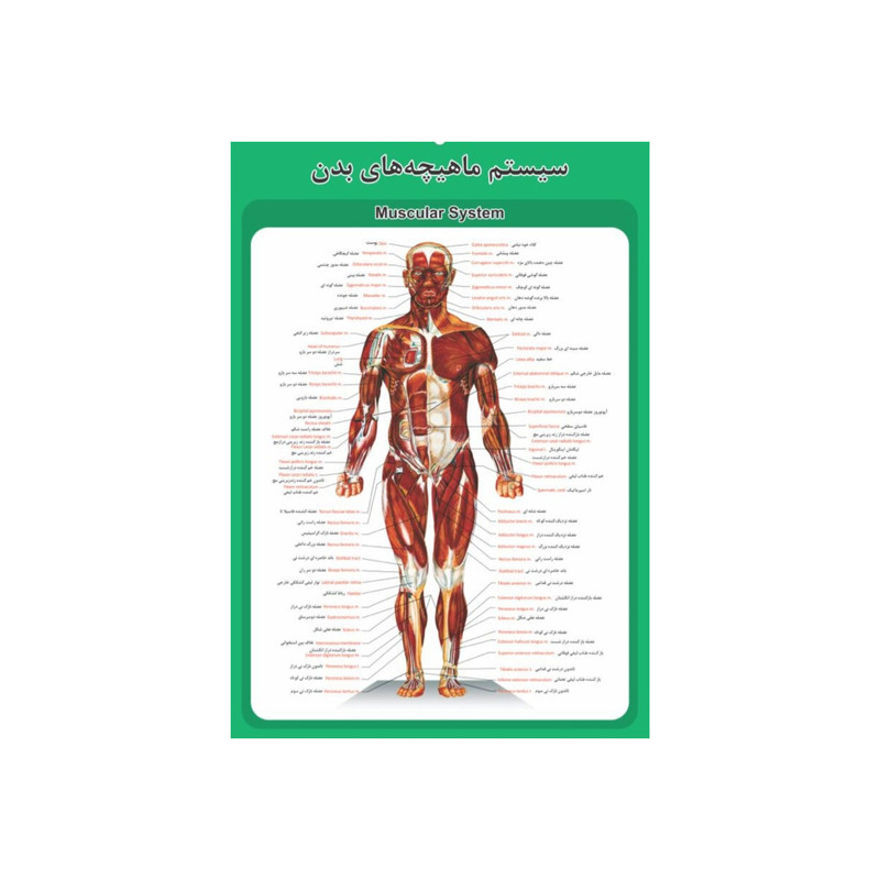 پوستر آموزشی مدل آناتومی سیستم ماهیچه های بدن