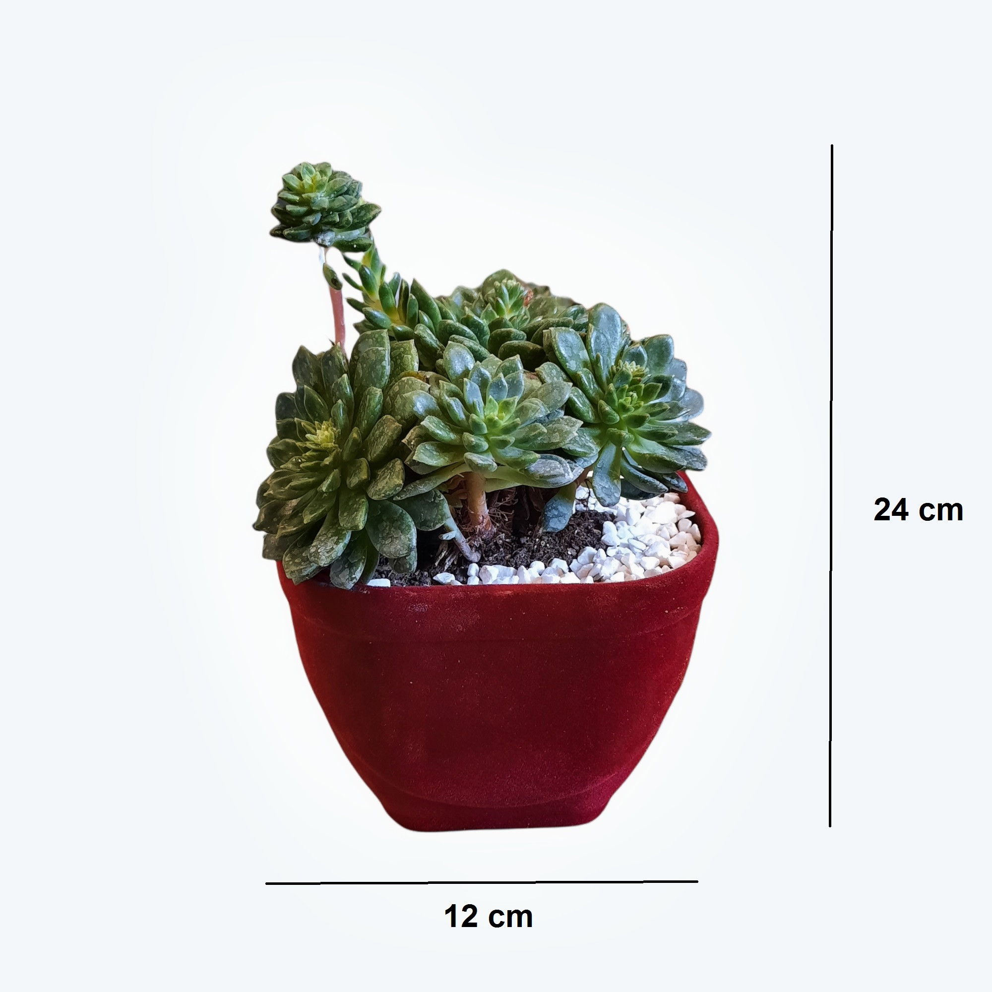 گیاه طبیعی اچوریا سبز مینیاتوری مدل 01