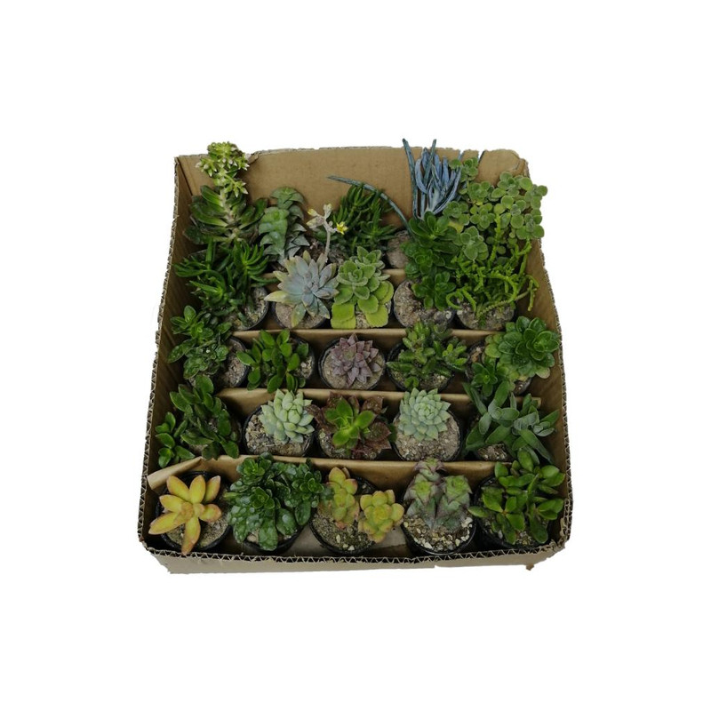 گیاه طبیعی کاکتوس کد cf1 مجموعه 25 عددی