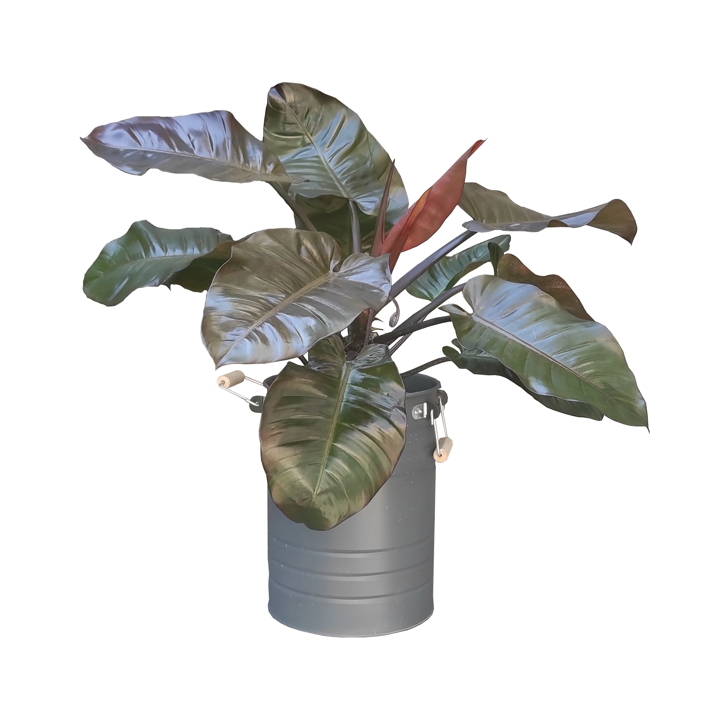 گیاه طبیعی فیلودندرون کاردینال کد C1 گیاه طبیعی فیلودندرون کاردینال کد C1