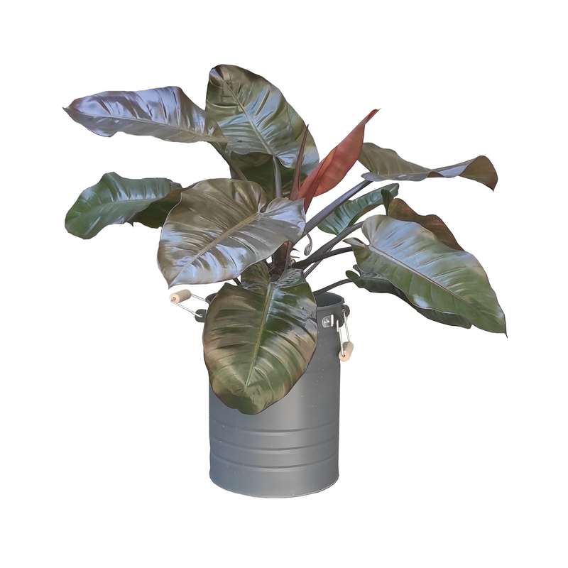 گیاه طبیعی فیلودندرون کاردینال کد C1 گیاه طبیعی فیلودندرون کاردینال کد C1