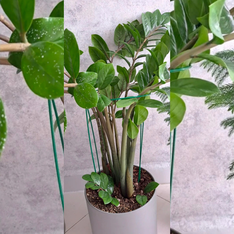 قیم نگهدارنده گیاه مدل نیم دایره فلزی  بسته 4 عددی