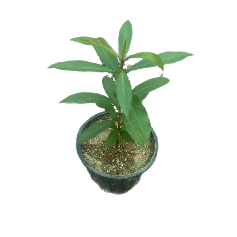 گیاه طبیعی زغال اخته گرمسیری جمبو تایلندی کد 0001