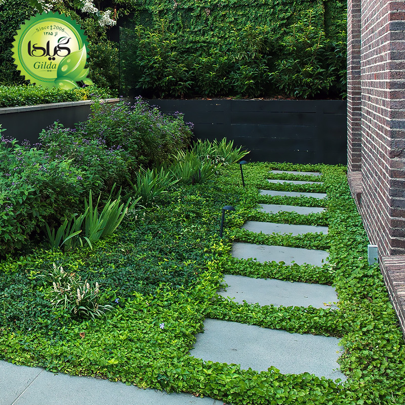 بذر چمن دایکوندرا گیلدا کد 441