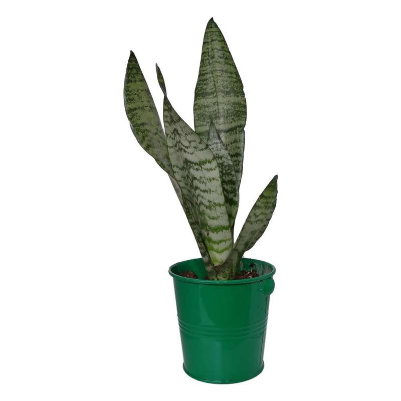 گیاه طبیعی سانسوریا کرواتی کد sf04