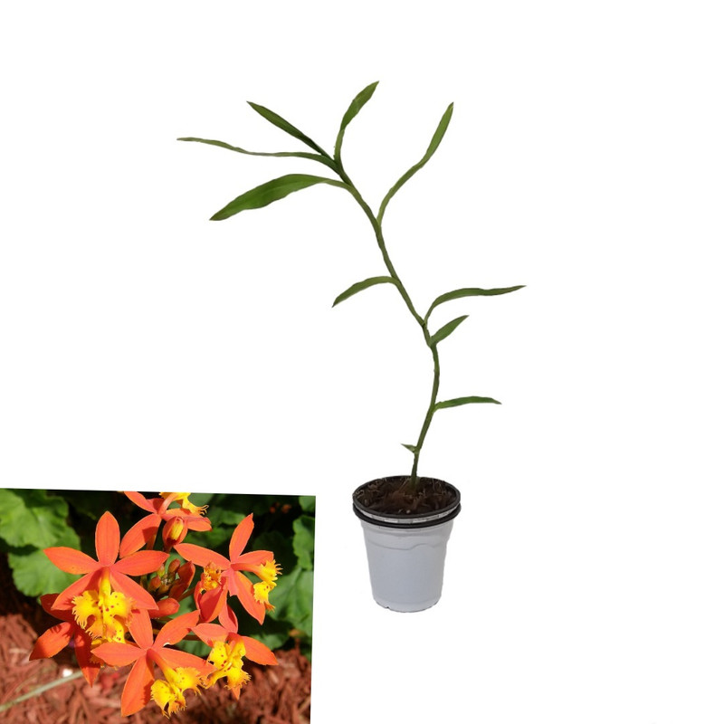 گیاه طبیعی ارکیده مدل اپیدندروم گیاه طبیعی ارکیده مدل اپیدندروم