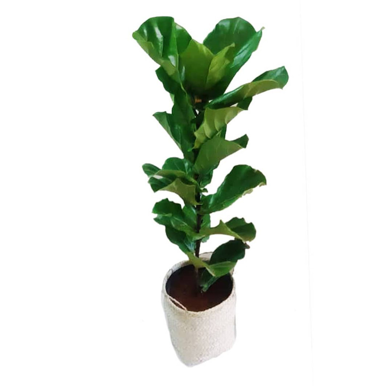 گیاه طبیعی فیکوس آفریقایی مدل P1002